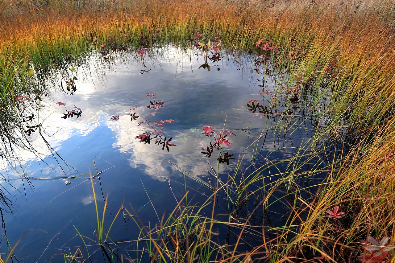 Threats to Biodiversity in the Arctic Tundra